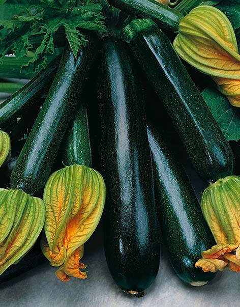 black-zucchini