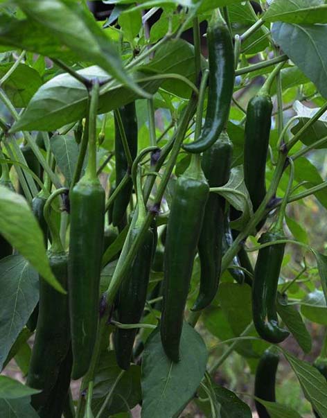 green-chili-pepper