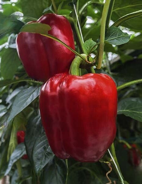red-california-pepper