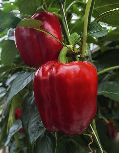 red-california-pepper