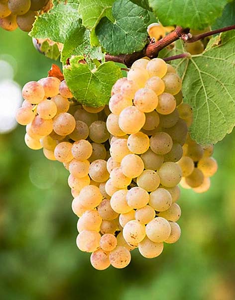 sultana-grape
