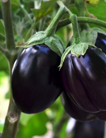 topak-eggplant